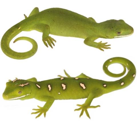 Green best sale gecko pet